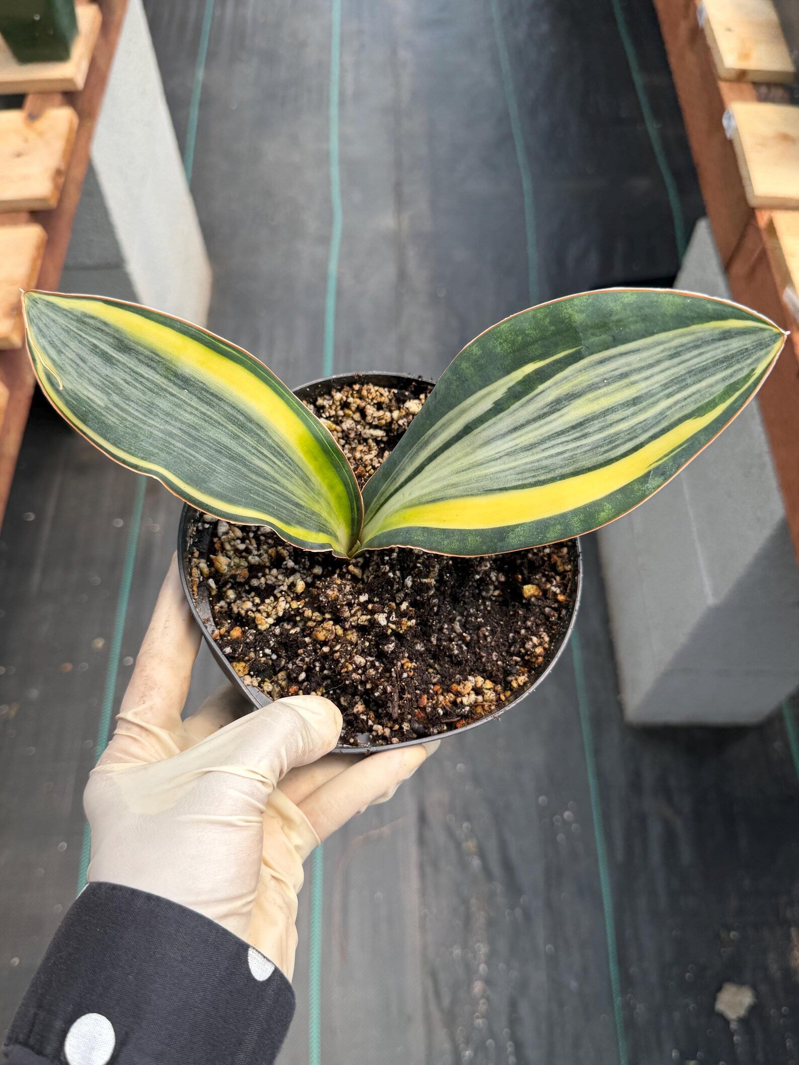Variegated Whale Fin Sansevieria #004 | Rare Sansevieria Masoniana Live Houseplant