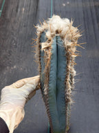 Blue Pilosocereus Pachycladus Cutting | 19" Rare Blue Cactus | Live Plant