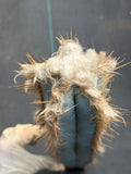 Blue Pilosocereus Pachycladus Cutting | 19" Rare Blue Cactus | Live Plant