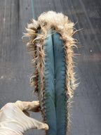 Blue Pilosocereus Pachycladus Cutting | 19" Rare Blue Cactus | Live Plant