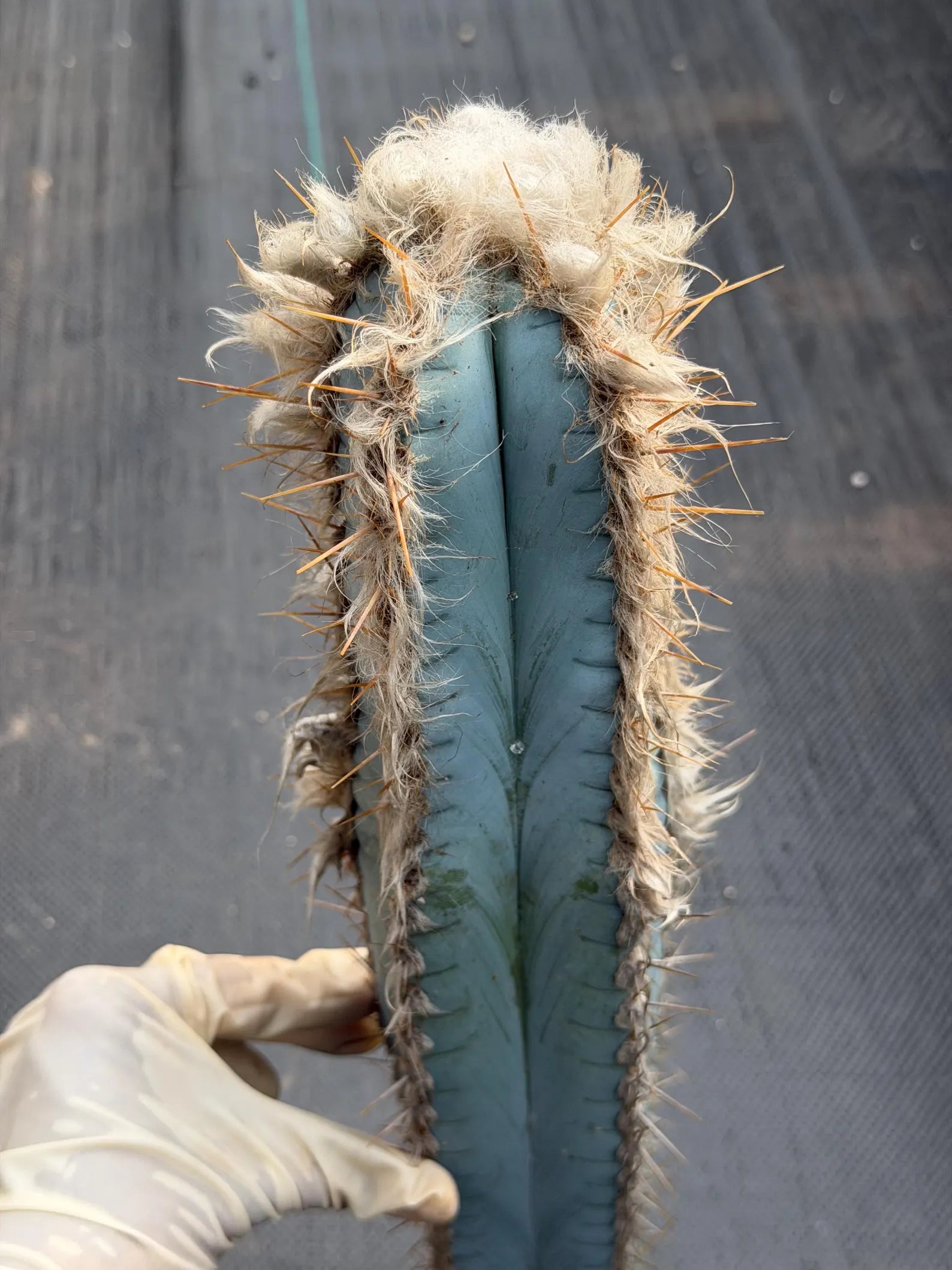 Blue Pilosocereus Pachycladus Cutting | 19" Rare Blue Cactus | Live Plant