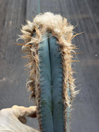 Blue Pilosocereus Pachycladus Cutting | 19" Rare Blue Cactus | Live Plant