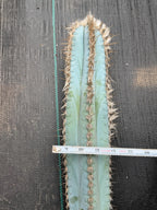 Blue Pilosocereus Pachycladus Cutting | 19" Rare Blue Cactus | Live Plant