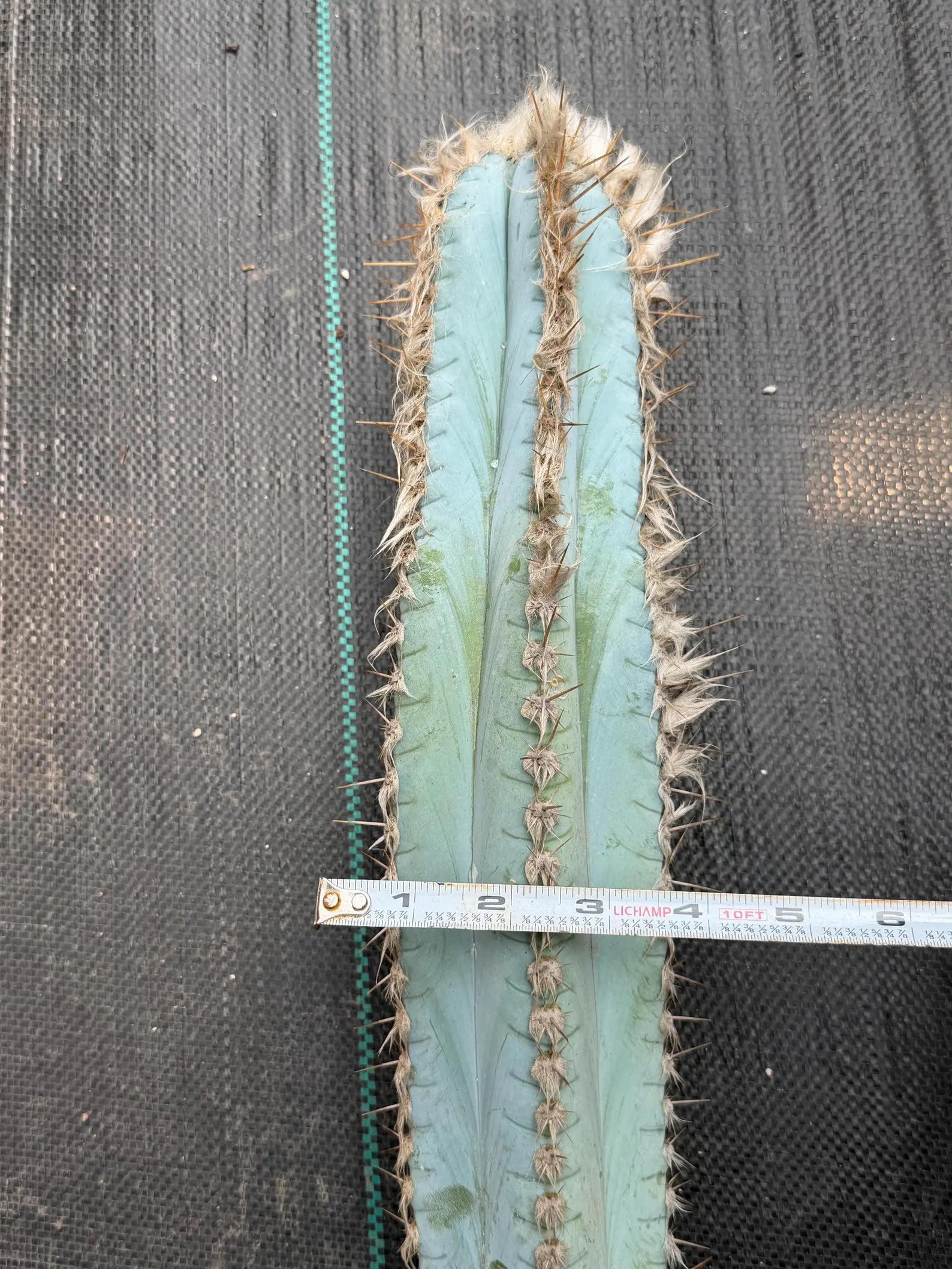 Blue Pilosocereus Pachycladus Cutting | 19" Rare Blue Cactus | Live Plant