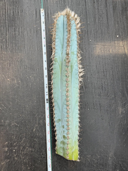 Blue Pilosocereus Pachycladus Cactus CUTTING | 19” Tall Rare Live Plant