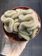 Crested Mammillaria Cactus – Rare Live Collector Plant #448
