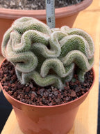 Crested Mammillaria Cactus – Rare Live Collector Plant #448