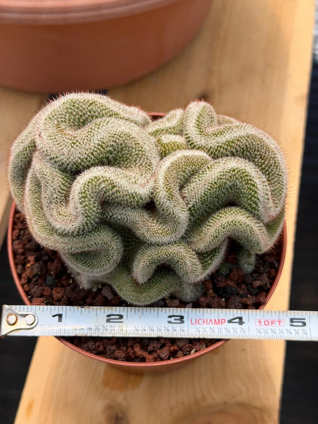Crested Mammillaria Cactus – Rare Live Collector Plant #448
