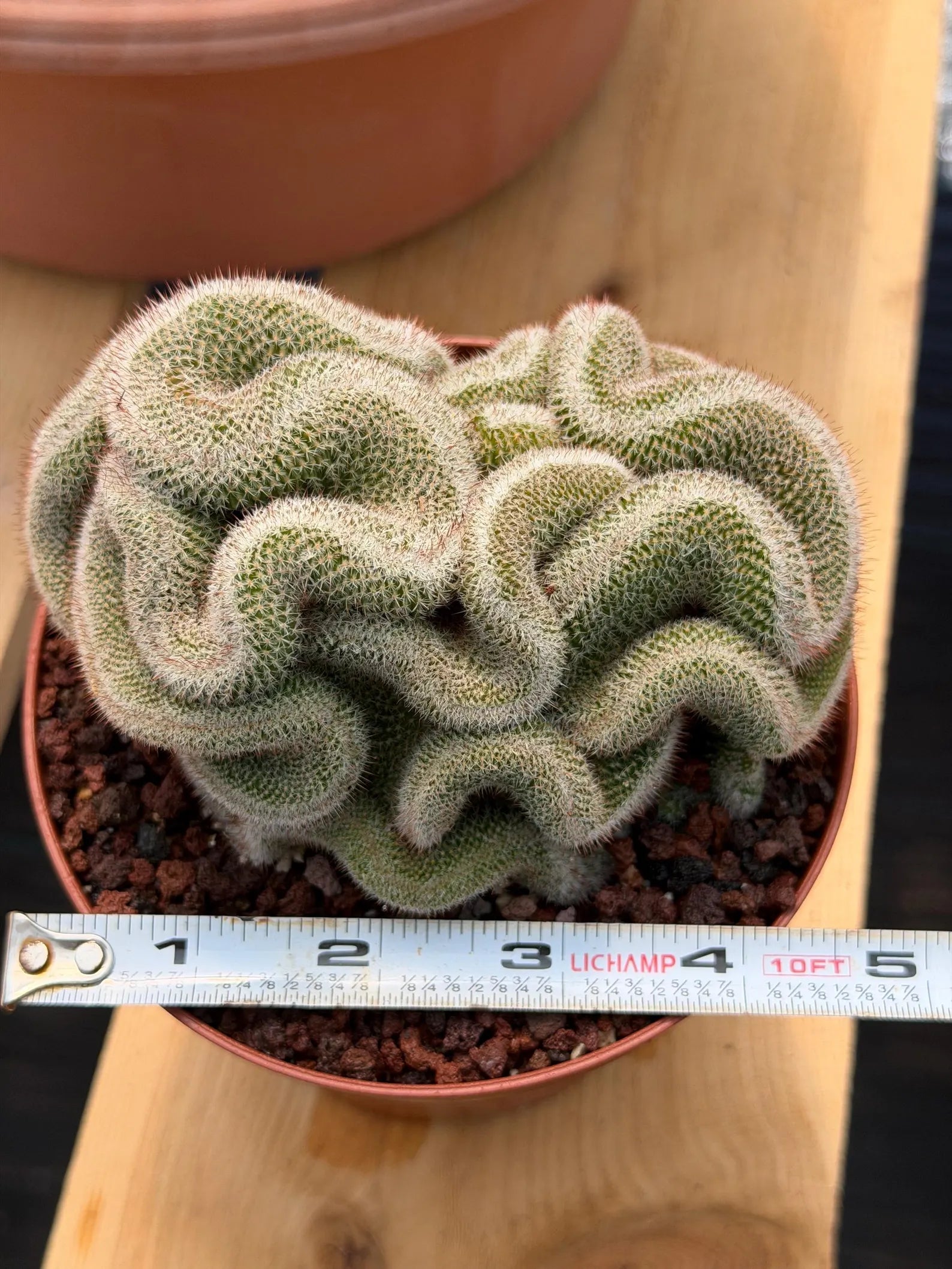 Crested Mammillaria Cactus – Rare Live Collector Plant #448