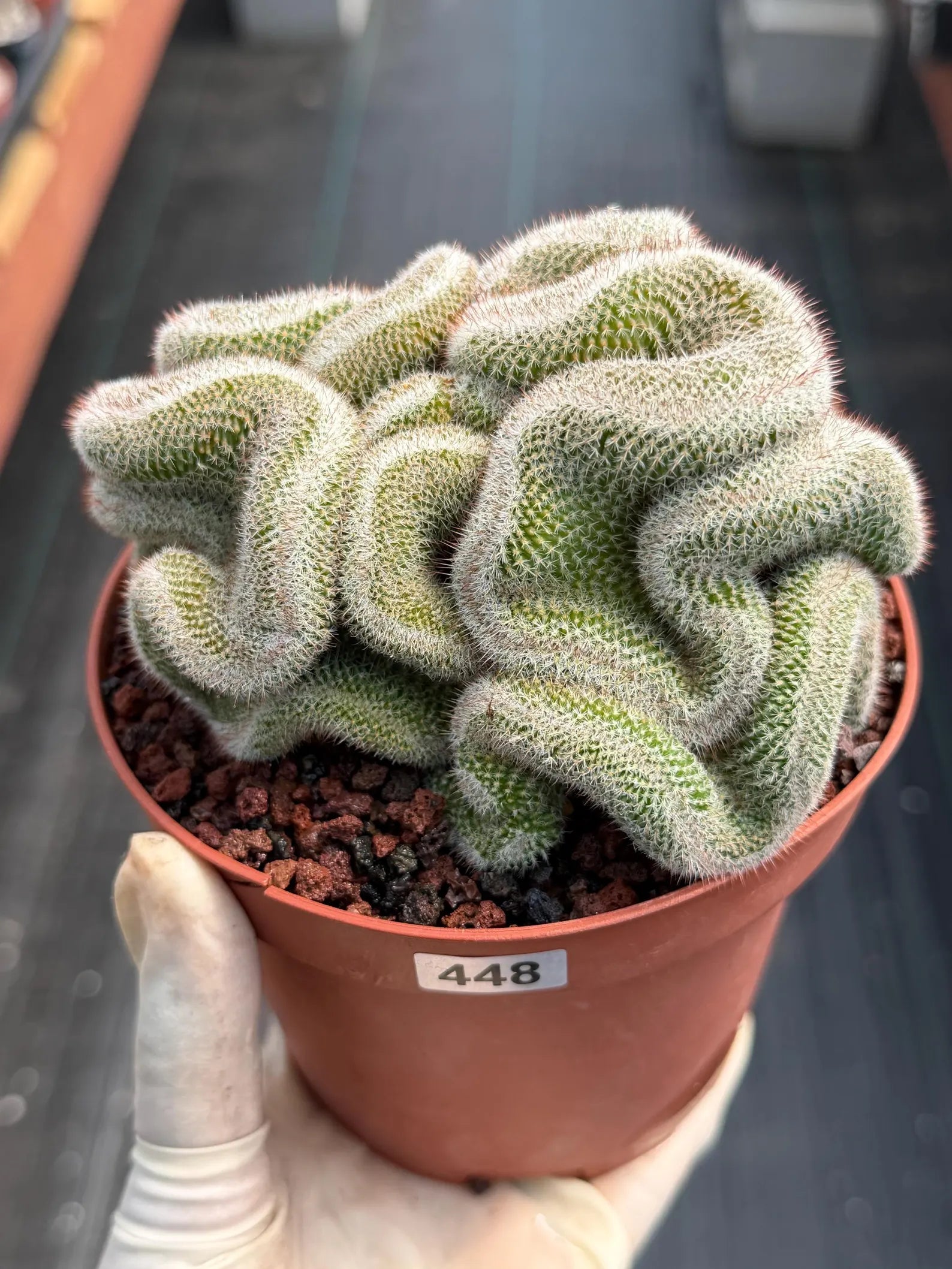 Crested Mammillaria Cactus – Rare Live Collector Plant #448