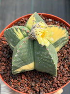 Variegated Astrophytum Myriostigma Seed Grown | Rare Live Collector Cactus #209