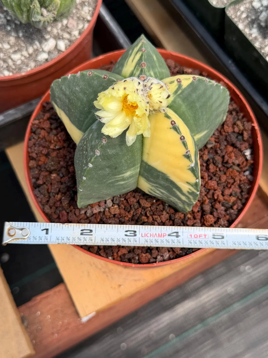 Variegated Astrophytum Myriostigma Seed Grown | Rare Live Collector Cactus #209