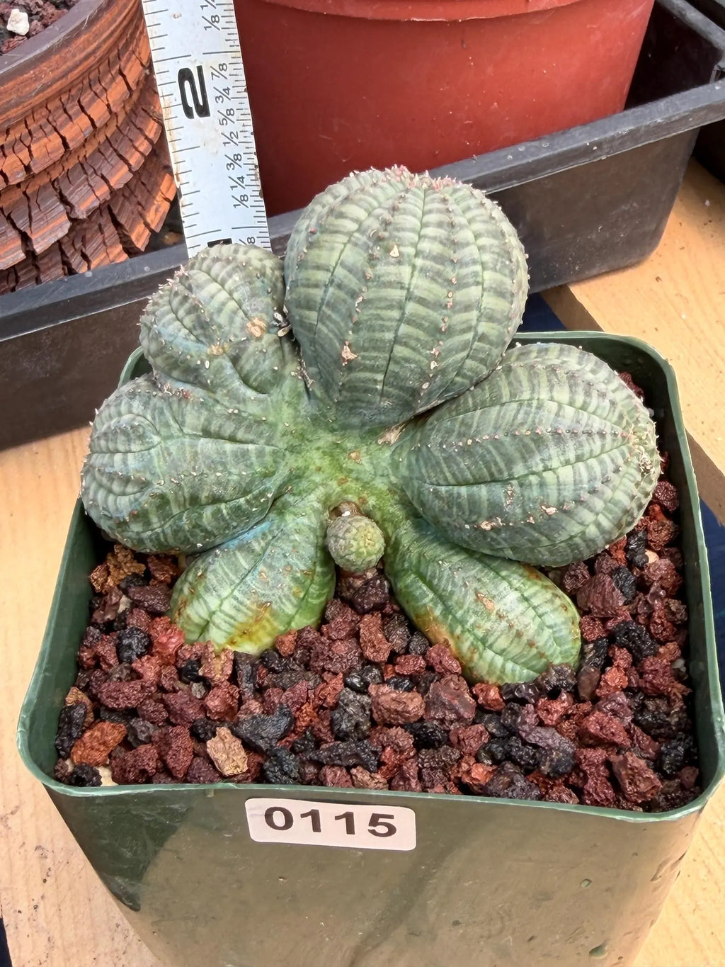 Euphorbia Obesa Dichot Seed Grown | Collector Cactus Specimen #115