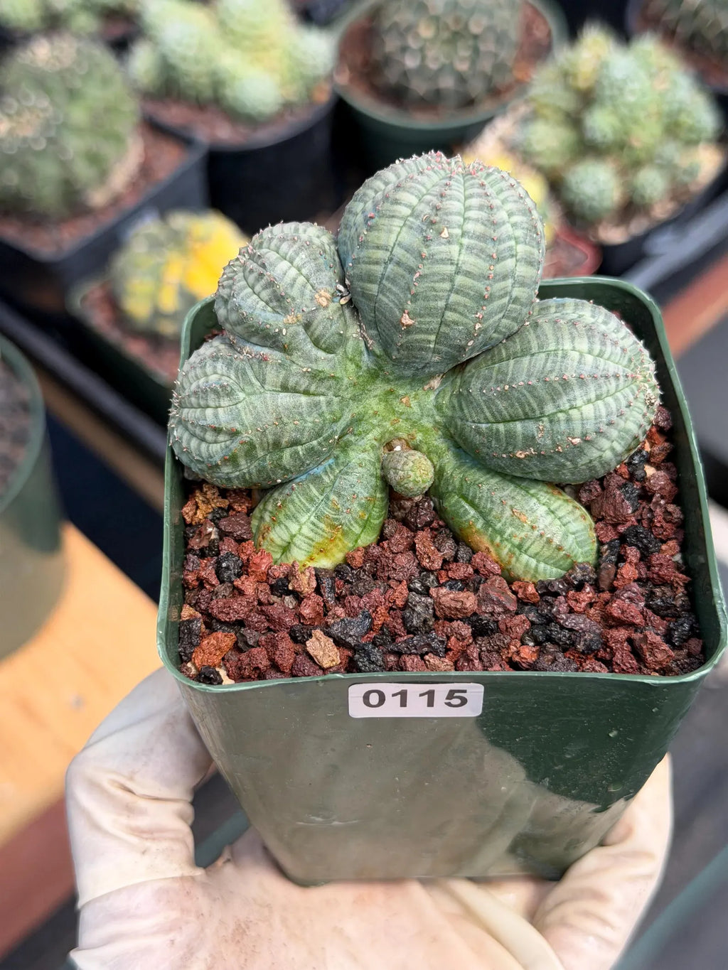 Euphorbia Obesa Dichot Seed Grown | Collector Cactus Specimen #115