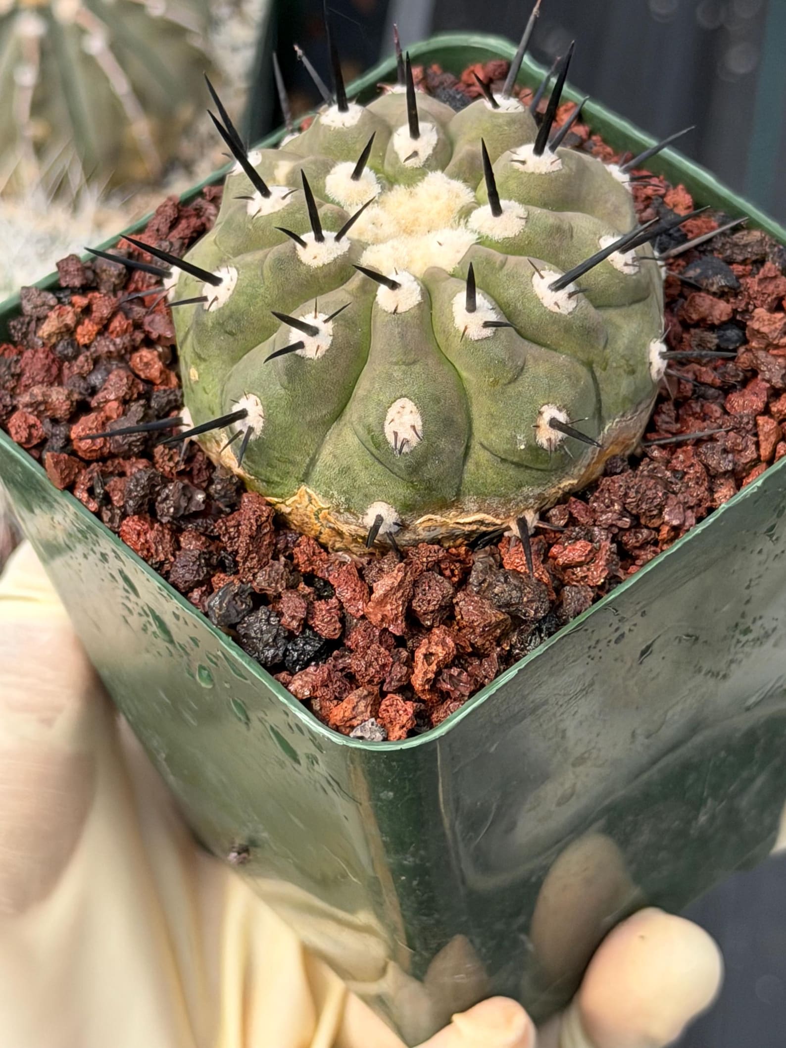 Copiapoa Cinerea Degraft Rare Collector Cactus – Live Plant #250