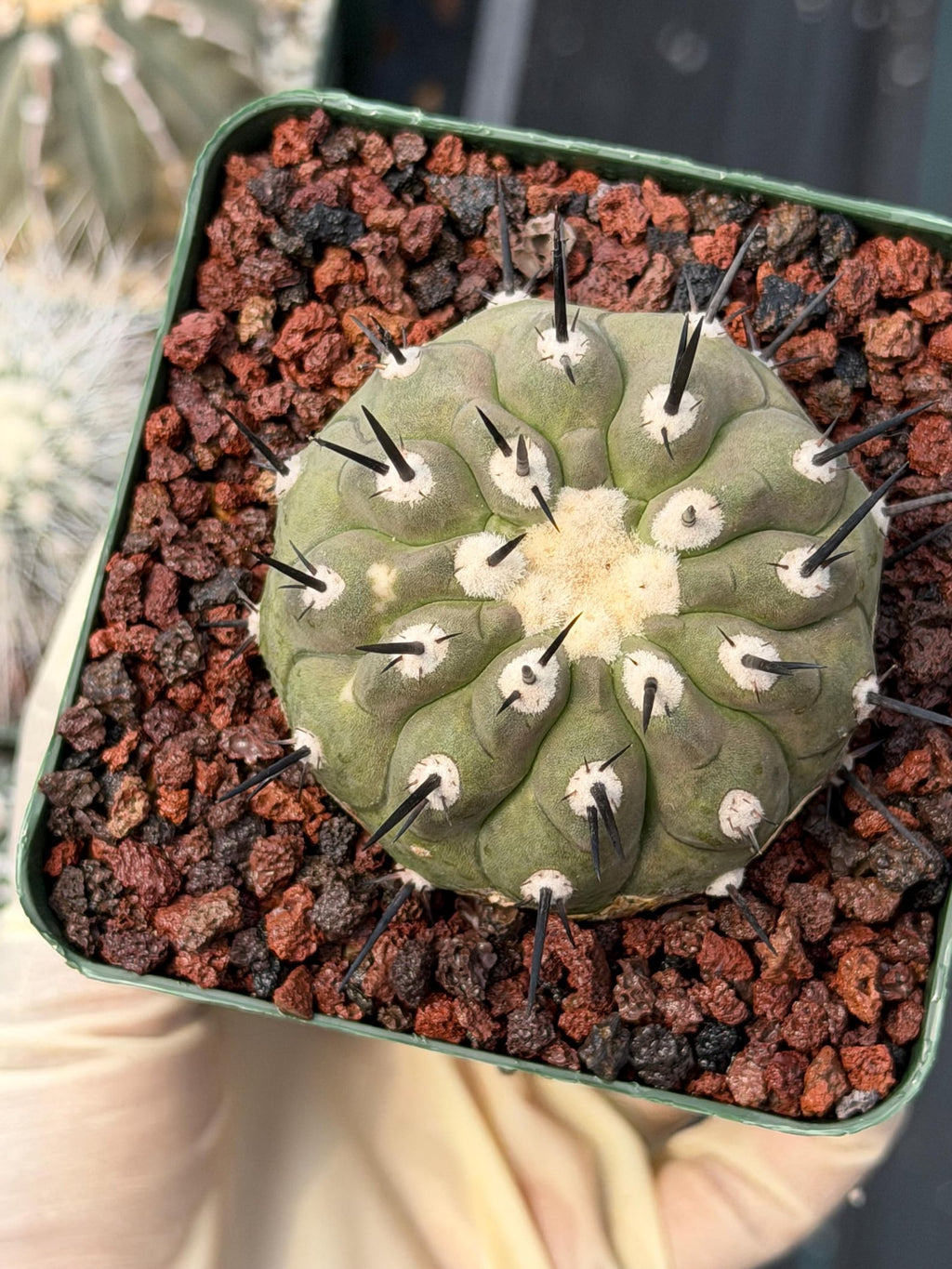 Copiapoa Cinerea Degraft Rare Collector Cactus – Live Plant #250
