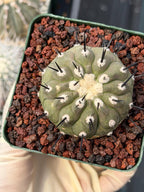 Copiapoa Cinerea Degraft Rare Collector Cactus – Live Plant #250