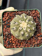 Copiapoa Cinerea Degraft Rare Collector Cactus – Live Plant #250