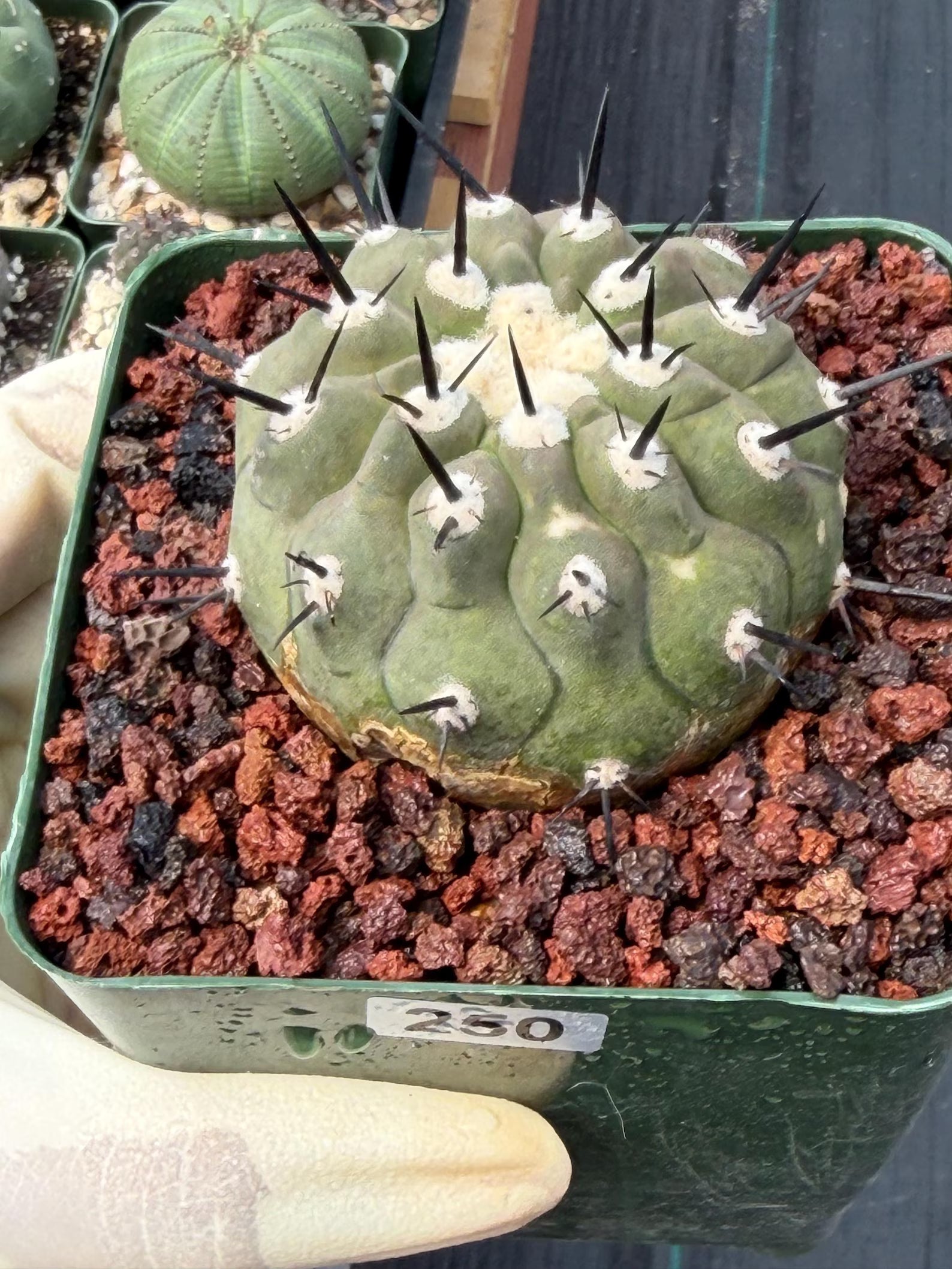 Copiapoa Cinerea Degraft Rare Collector Cactus – Live Plant #250