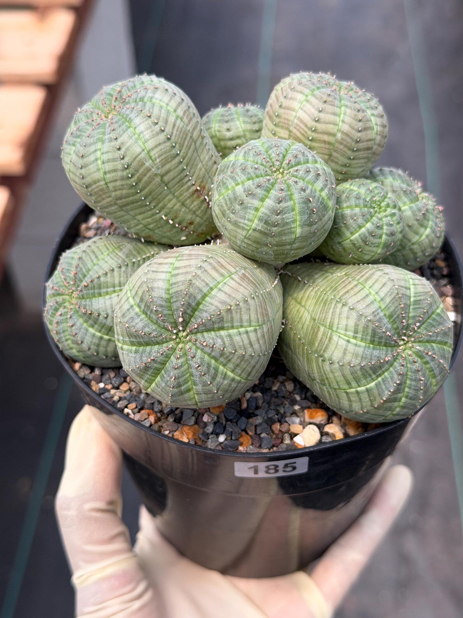 Euphorbia Obesa Cluster | Rare Live Succulent Plant #185