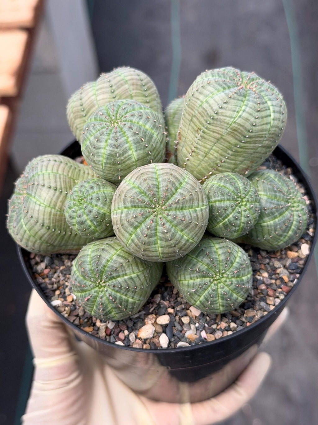 Euphorbia Obesa Cluster | Rare Live Succulent Plant #185
