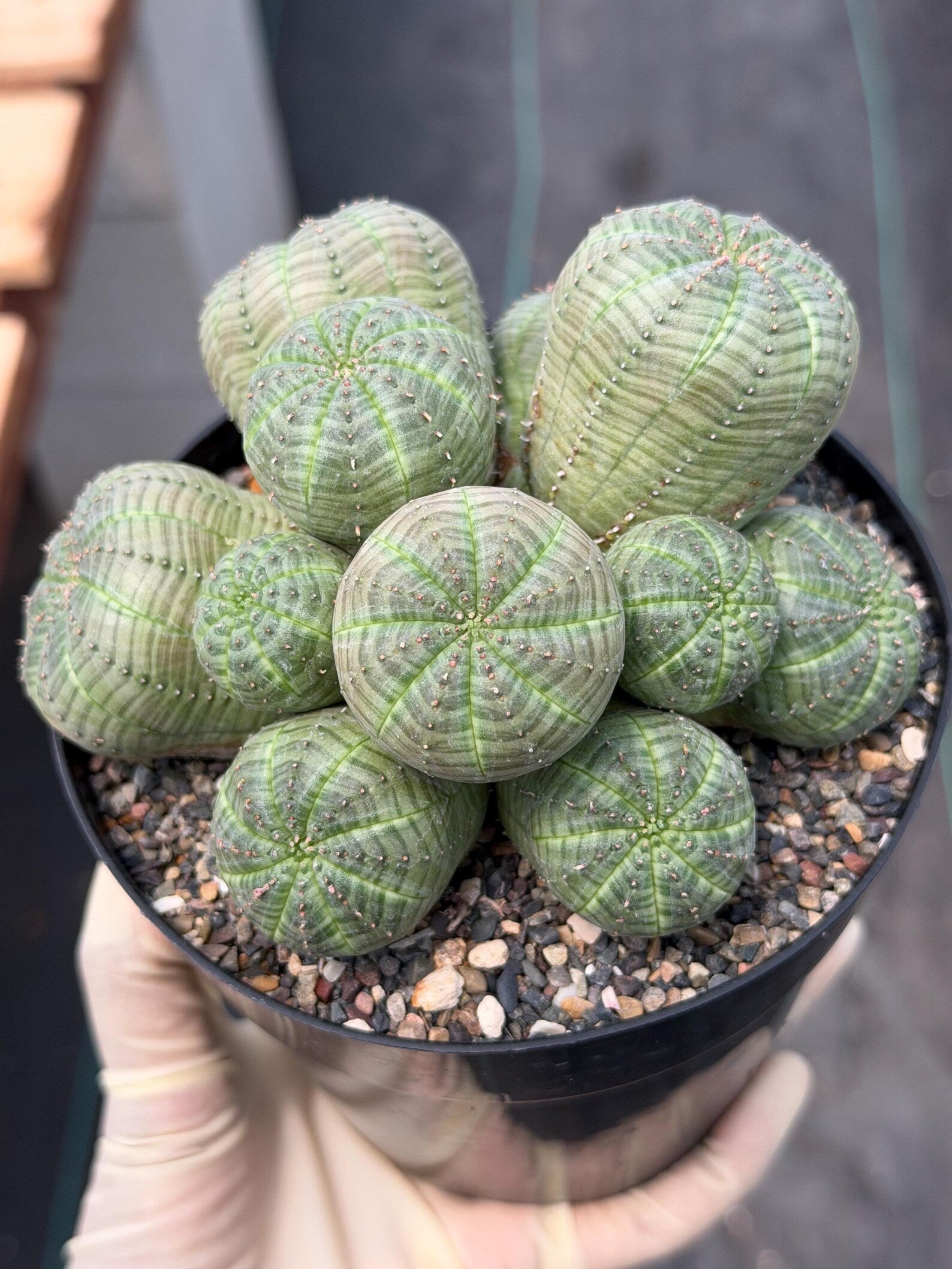 Euphorbia Obesa Cluster | Rare Live Succulent Plant #185