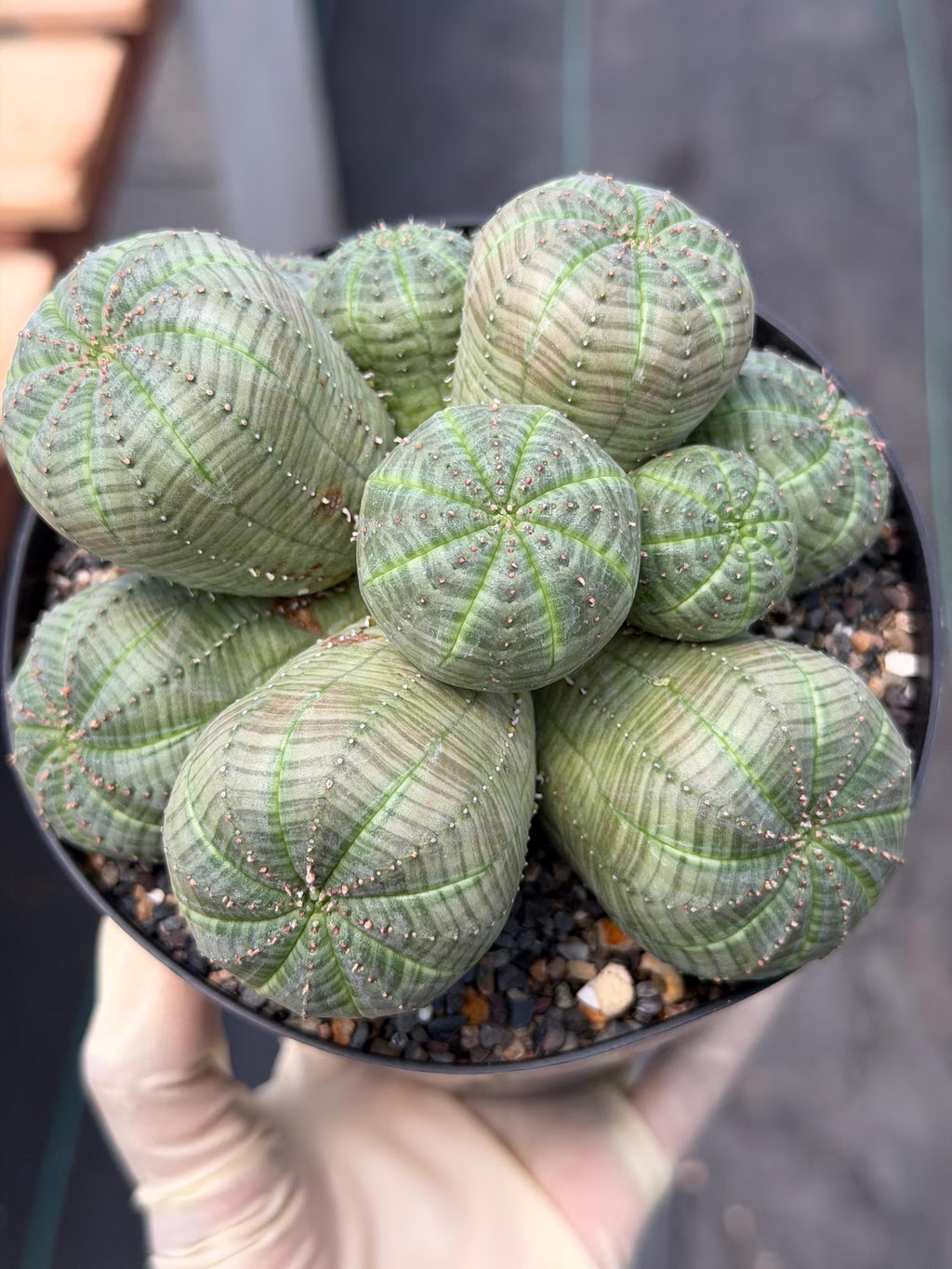 Euphorbia Obesa Cluster | Rare Live Succulent Plant #185