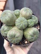Euphorbia Obesa Cluster | Rare Live Succulent Plant #185