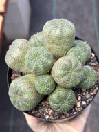 Euphorbia Obesa Cluster | Rare Live Succulent Plant #185