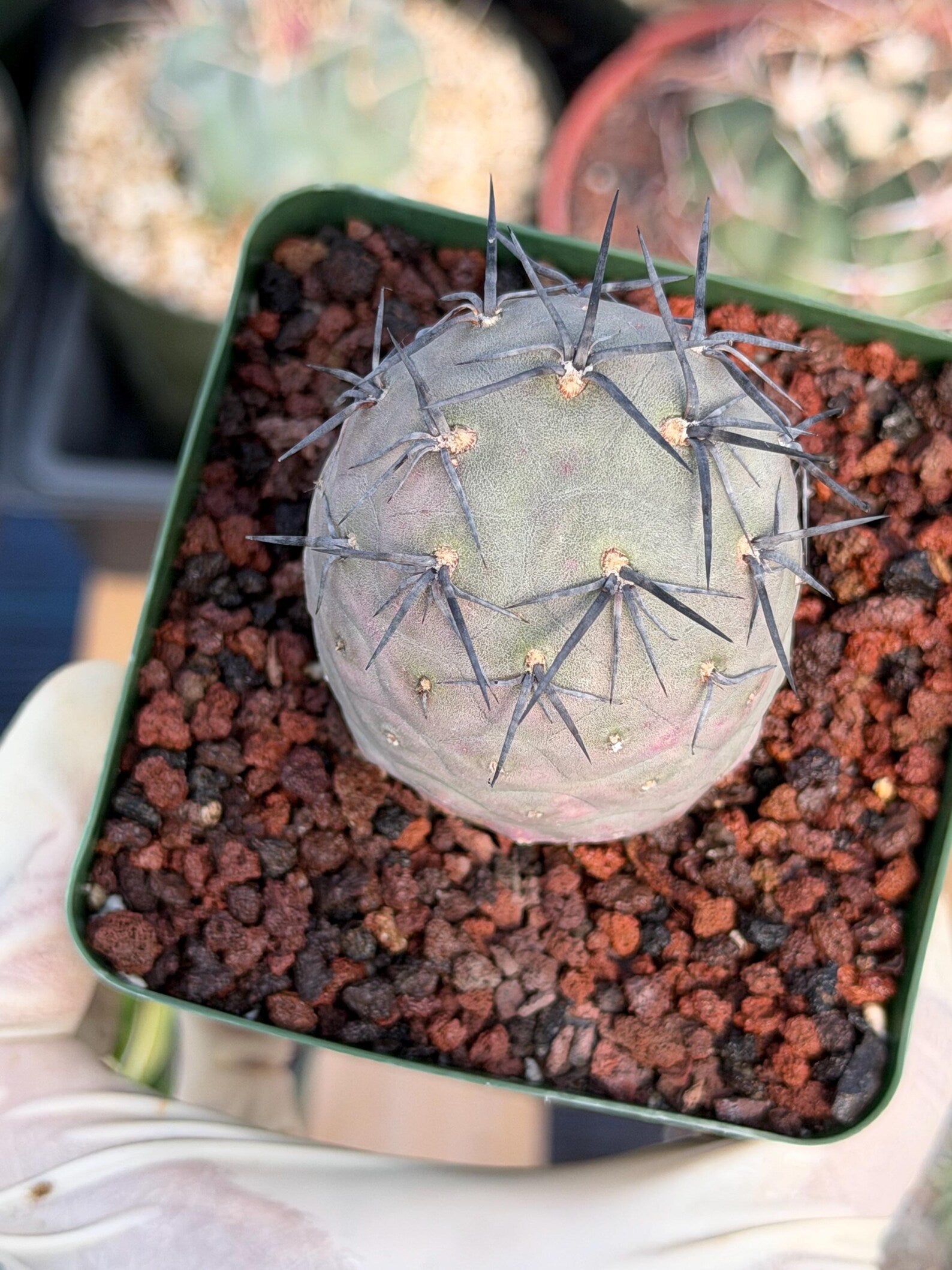 Tephrocactus Geometricus 'Diablo' Black Spines #350 | Rare Live Cactus | Rooted Collector Succulent | Exact Plant