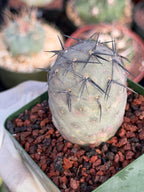 Tephrocactus Geometricus 'Diablo' Black Spines #350 | Rare Live Cactus | Rooted Collector Succulent | Exact Plant