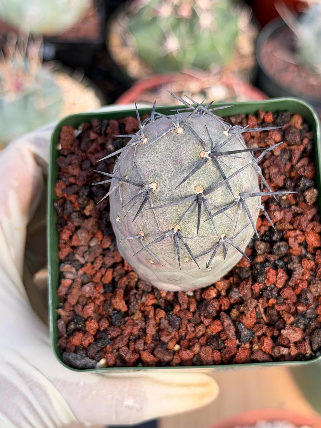 Tephrocactus Geometricus 'Diablo' Black Spines #350 | Rare Live Cactus | Rooted Collector Succulent | Exact Plant