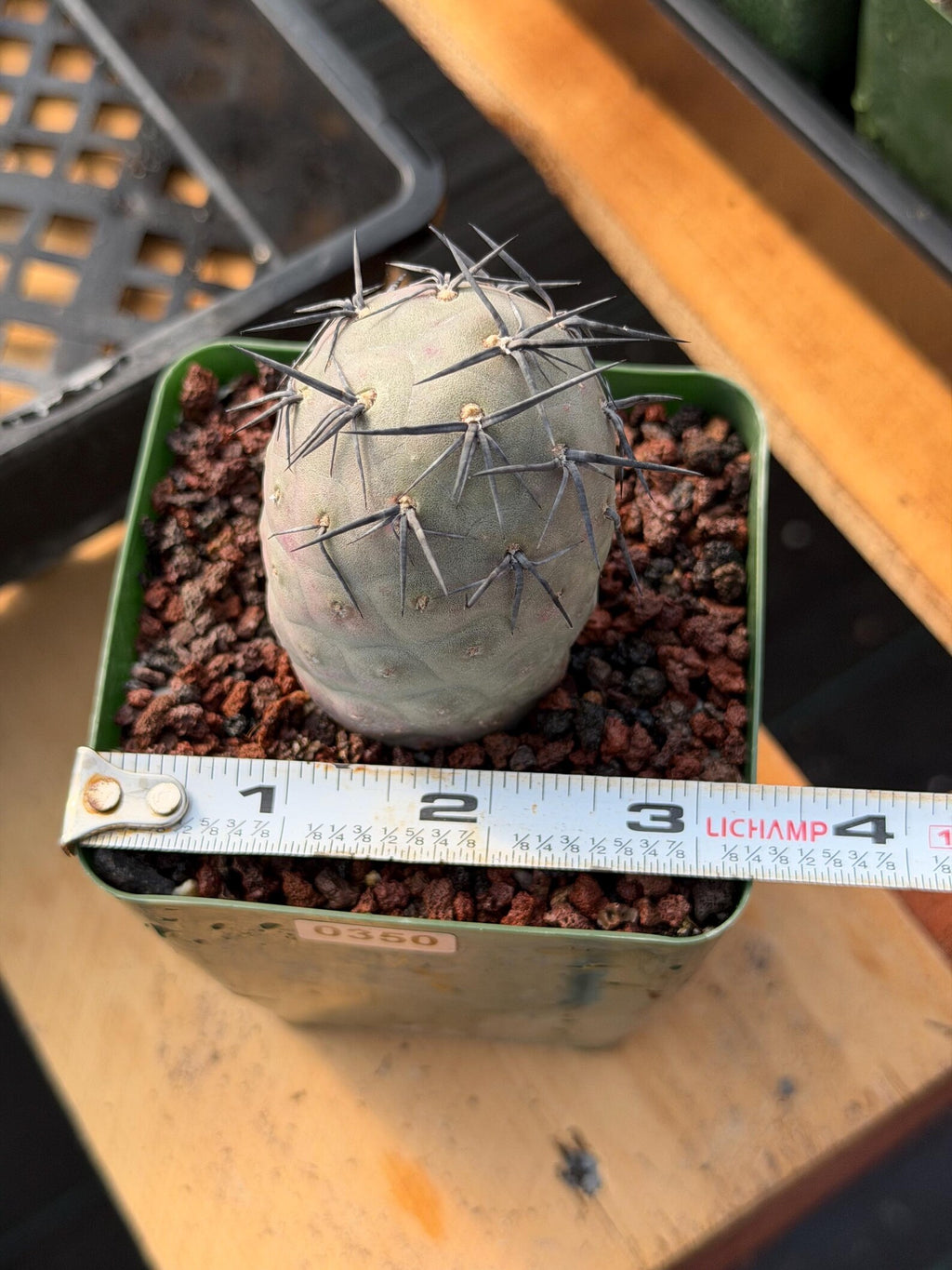 Tephrocactus Geometricus 'Diablo' Black Spines #350 | Rare Live Cactus | Rooted Collector Succulent | Exact Plant