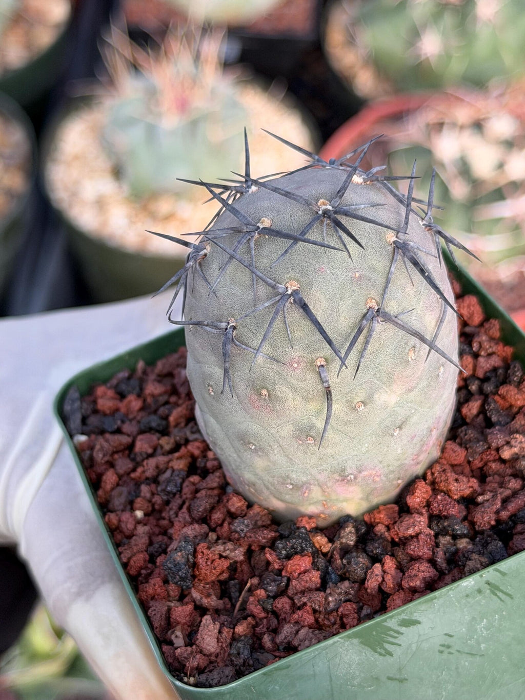 Tephrocactus Geometricus 'Diablo' Black Spines #350 | Rare Live Cactus | Rooted Collector Succulent | Exact Plant