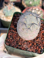 Tephrocactus Geometricus 'Diablo' Black Spines #350 | Rare Live Cactus | Rooted Collector Succulent | Exact Plant