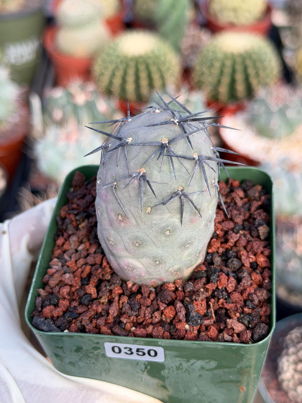 Tephrocactus Geometricus 'Diablo' Black Spines #350 | Rare Live Cactus | Rooted Collector Succulent | Exact Plant