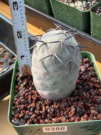 Tephrocactus Geometricus 'Diablo' Black Spines #350 | Rare Live Cactus | Rooted Collector Succulent | Exact Plant