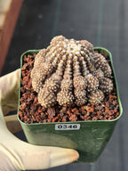 3.5" Gymnocalycium Ragonesei Cluster #346 | Rare Seed Grown UFO Cactus | Live Collector Cactus | Exact Plant