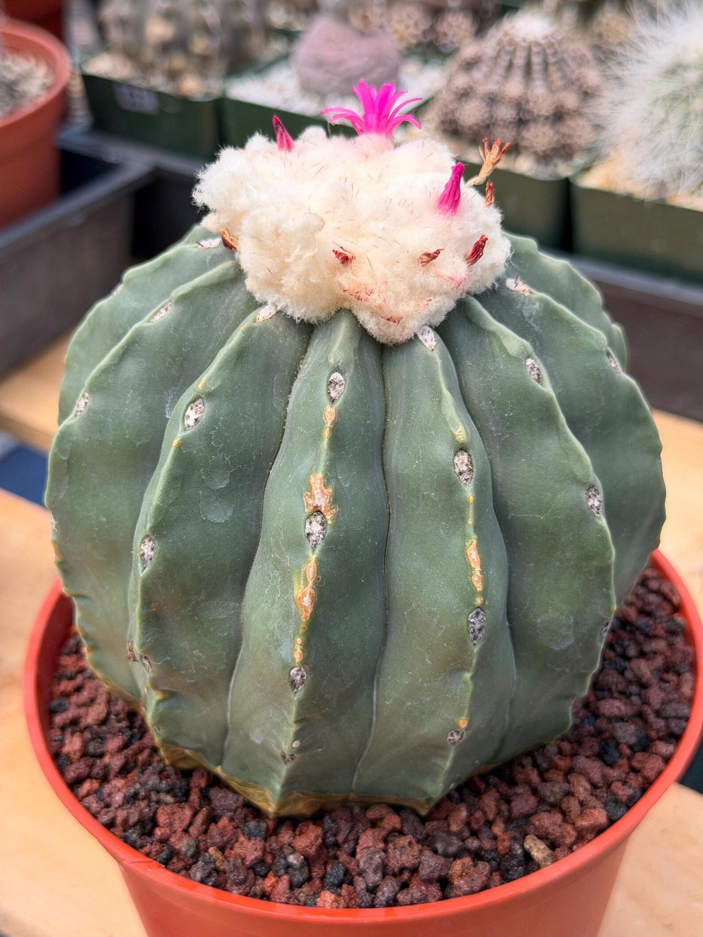 Melocactus Matanzanus Spineless | Rare Live Cactus Plant #731