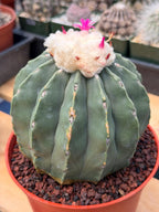 Melocactus Matanzanus Spineless | Rare Live Cactus Plant #731