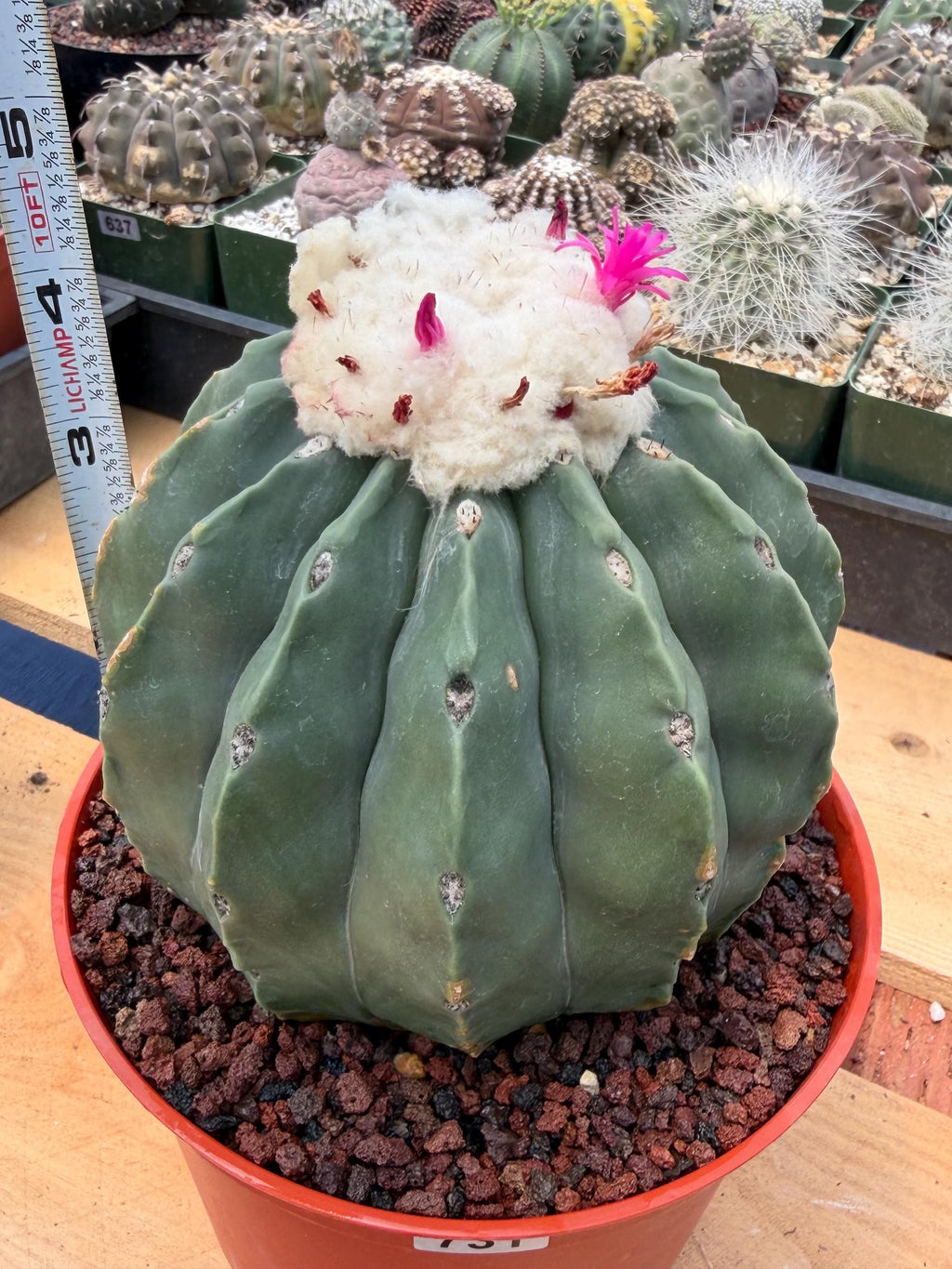 Melocactus Matanzanus Spineless | Rare Live Cactus Plant #731