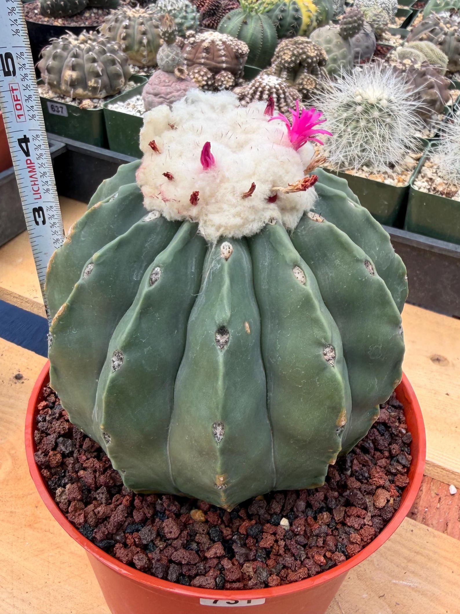 Melocactus Matanzanus Spineless | Rare Live Cactus Plant #731