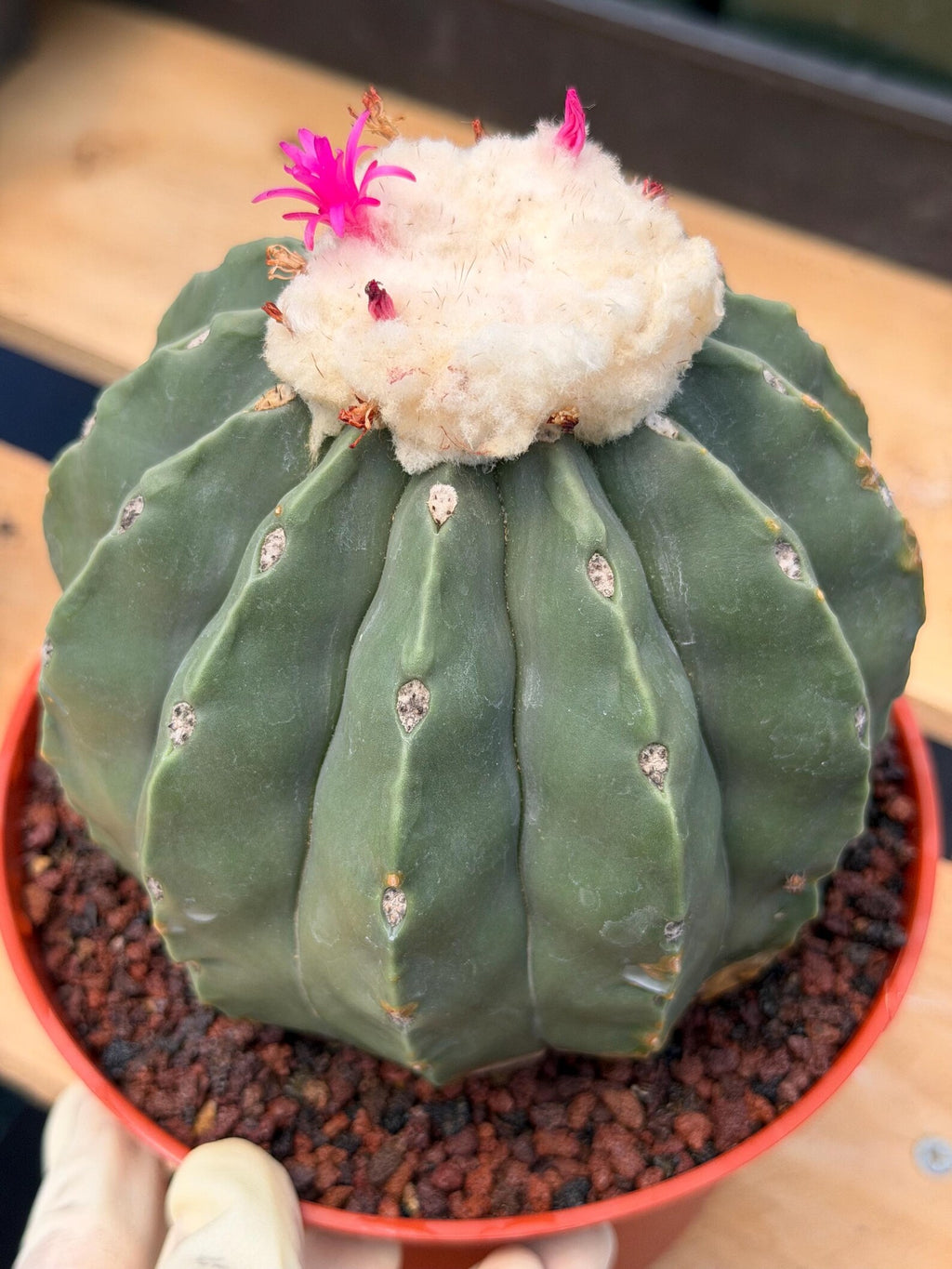 Melocactus Matanzanus Spineless | Rare Live Cactus Plant #731