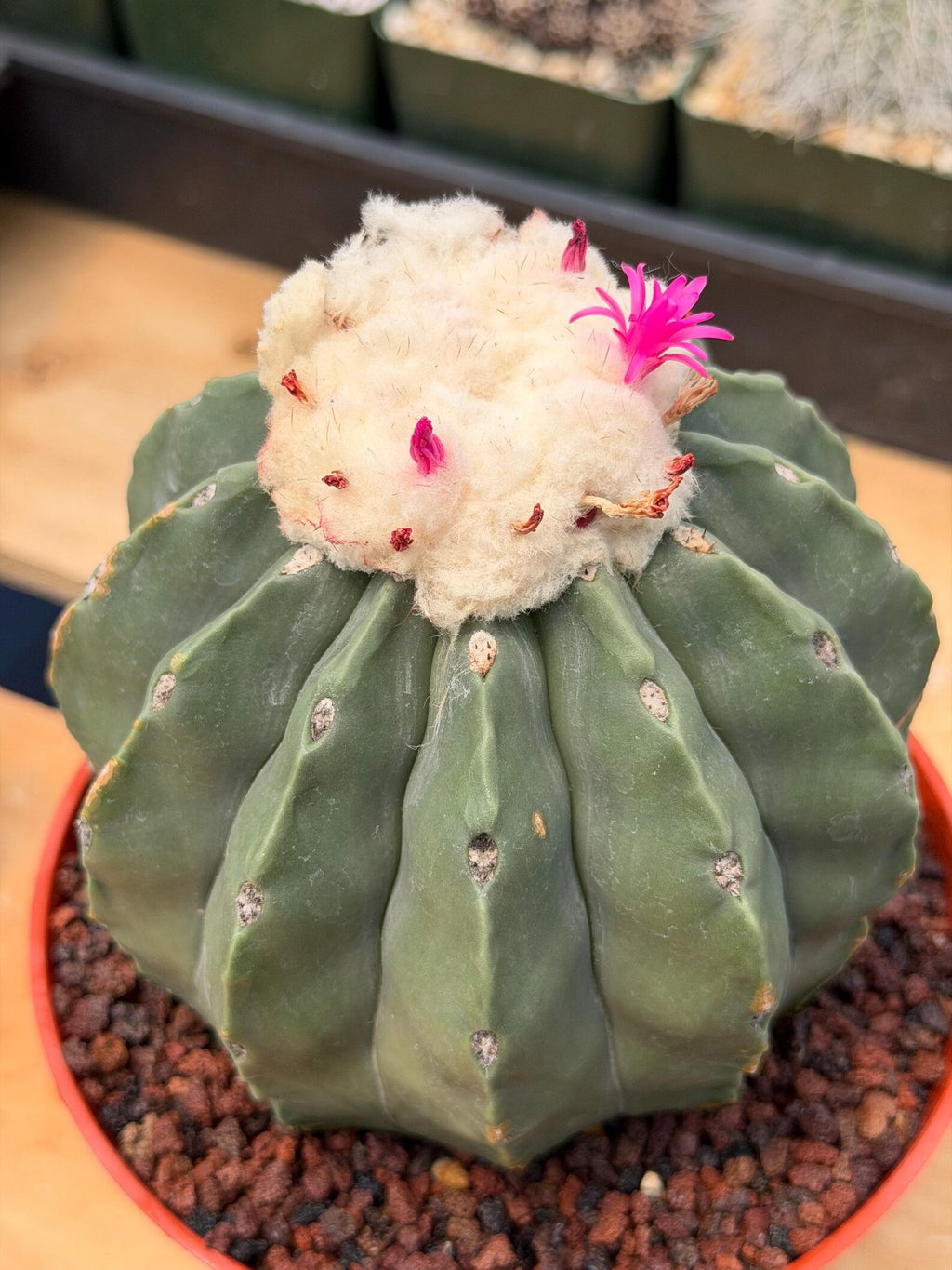 Melocactus Matanzanus Spineless | Rare Live Cactus Plant #731
