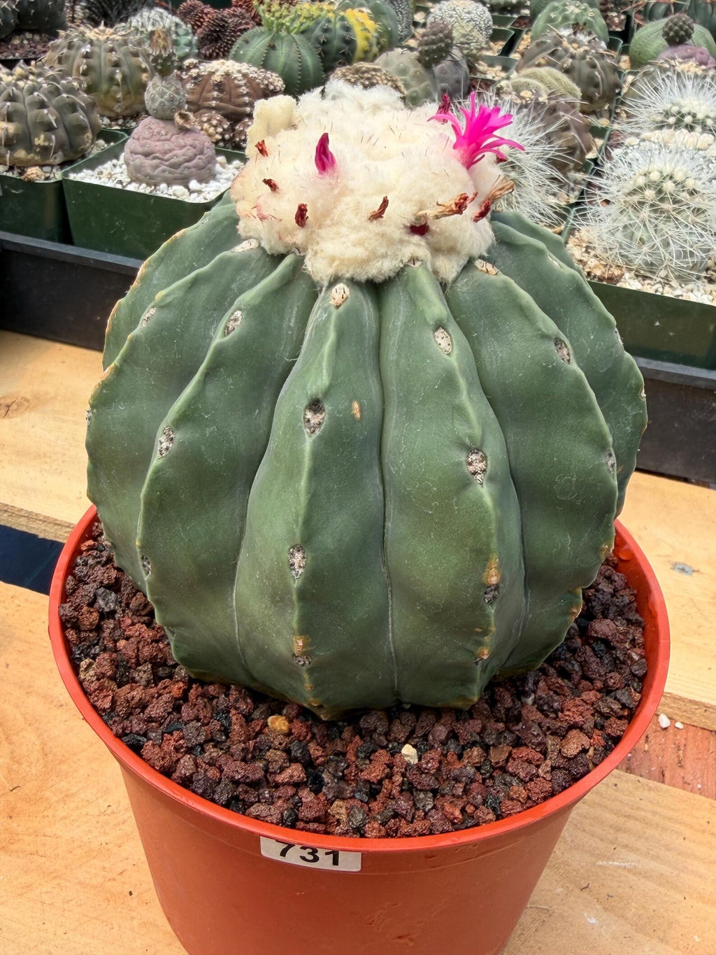 Melocactus Matanzanus Spineless | Rare Live Cactus Plant #731