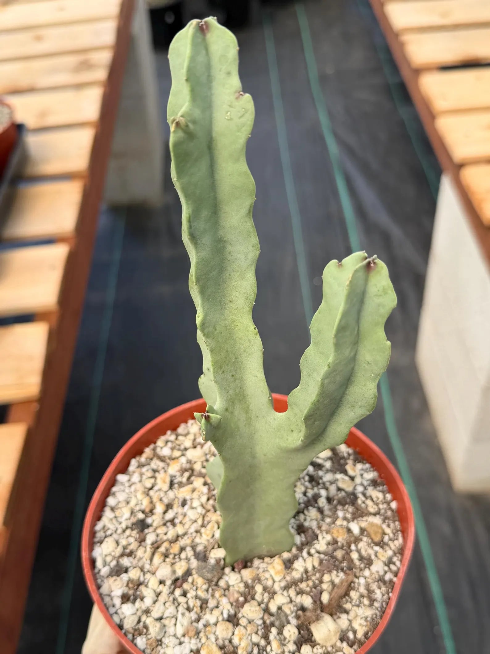 Caralluma Live Succulent Plant | Rare Easy-Care Flowering Succulent | 6 Inch Plant