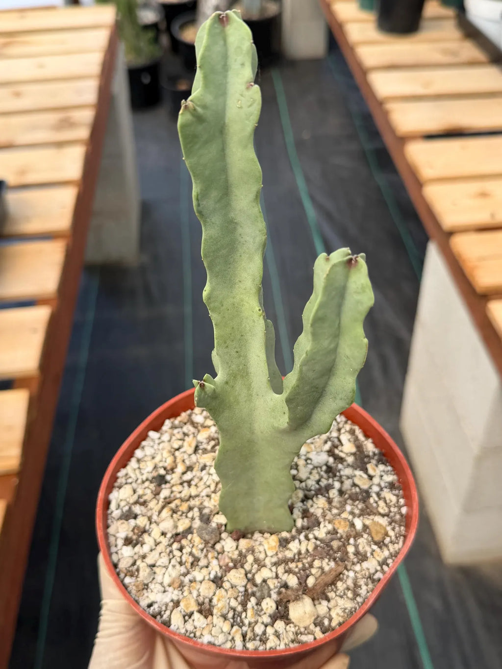 Caralluma Live Succulent Plant | Rare Easy-Care Flowering Succulent | 6 Inch Plant
