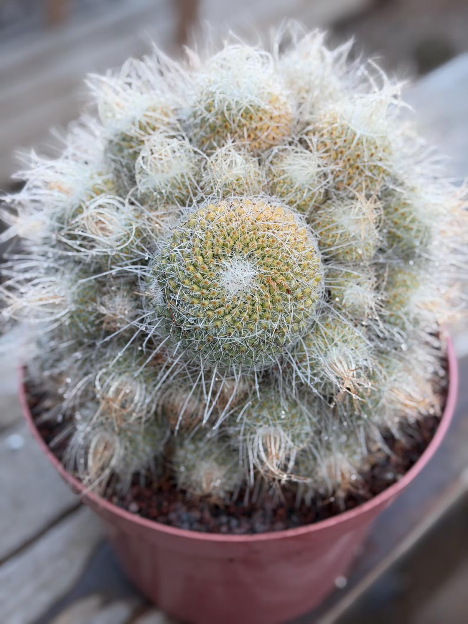 Mammillaria Geminispina Specimen Cactus Live Plant