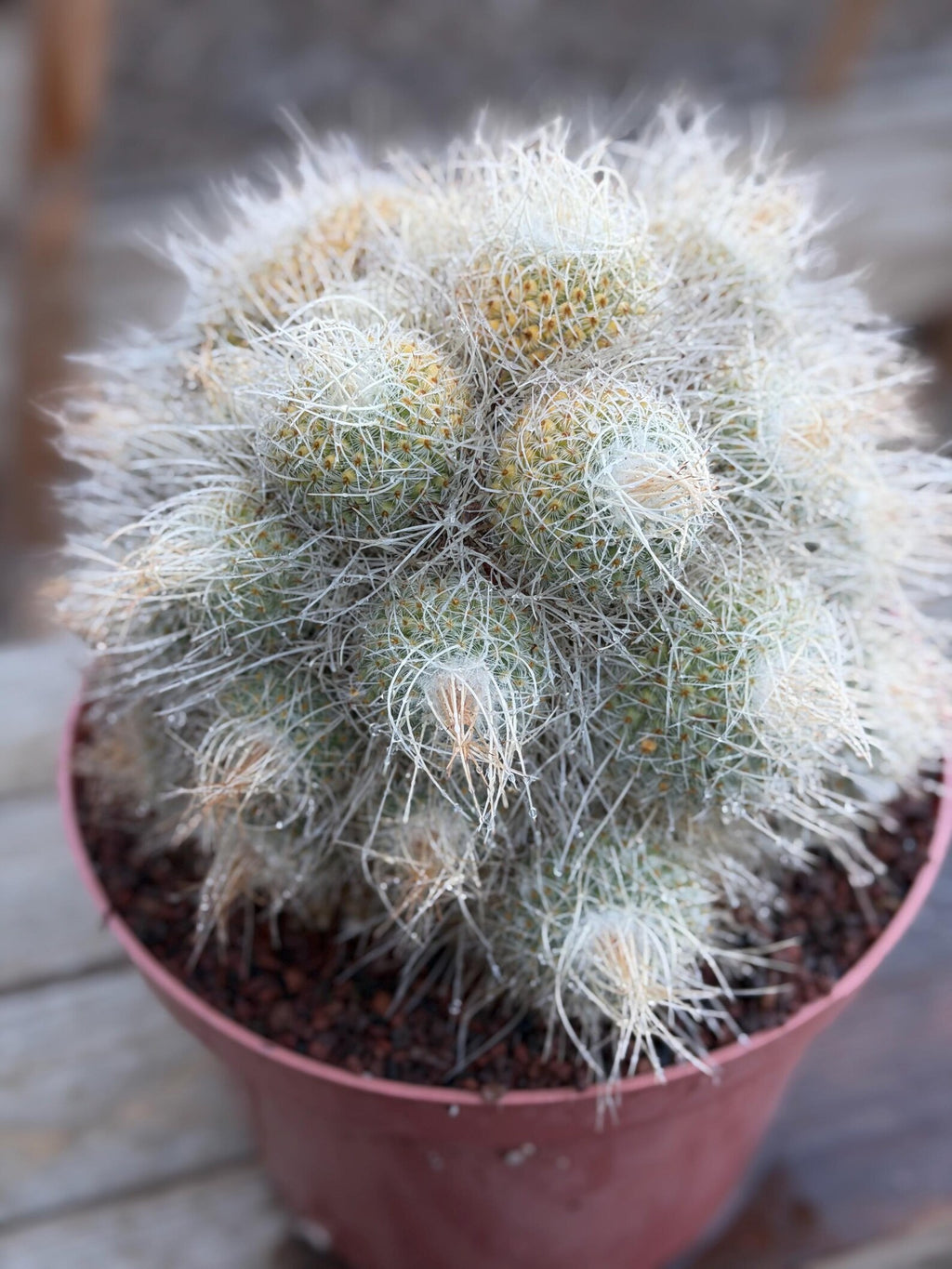 Mammillaria Geminispina Specimen Cactus Live Plant