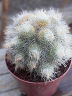 Mammillaria Geminispina Specimen Cactus Live Plant
